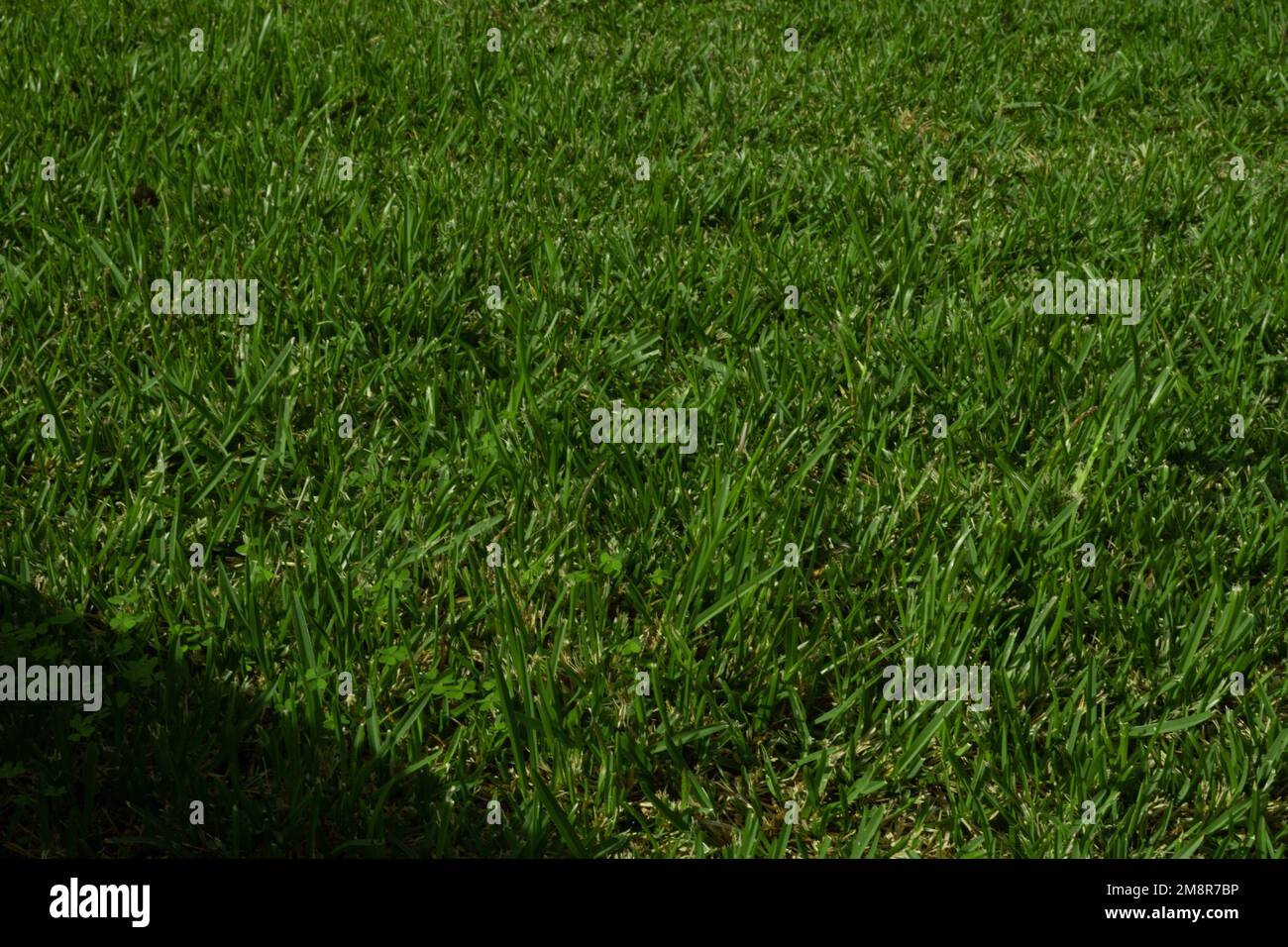 Grünes Gras, Rasen, Nahaufnahme Stockfoto