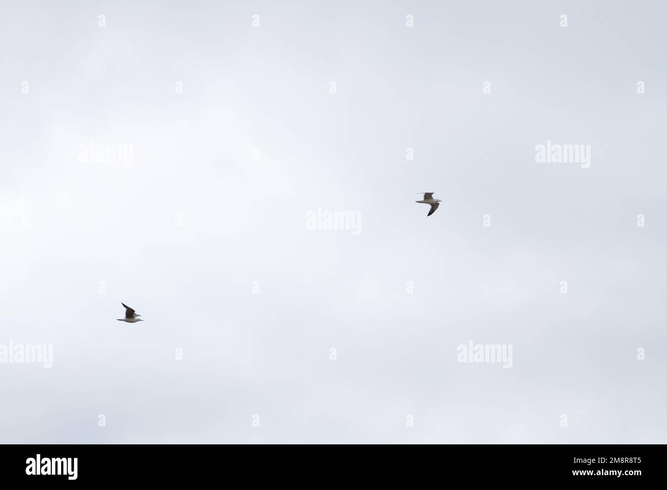 Düsterer, wolkiger Himmel mit fliegenden Möwen Stockfoto