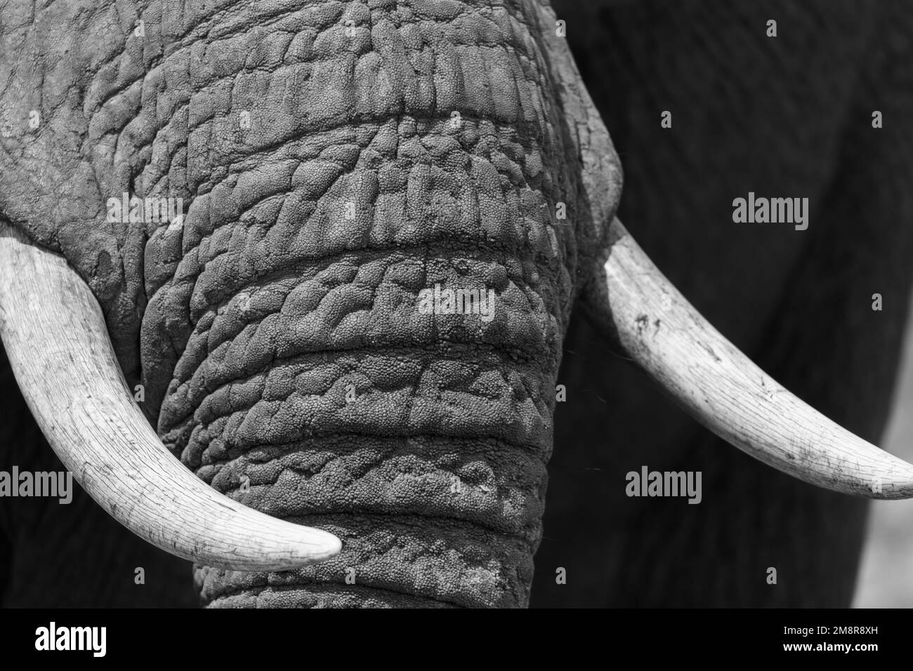 Nahaufnahme von afrikanischem Elefantenstamm und Stoßzähnen auf Safari im Kruger-Nationalpark, Südafrika Stockfoto