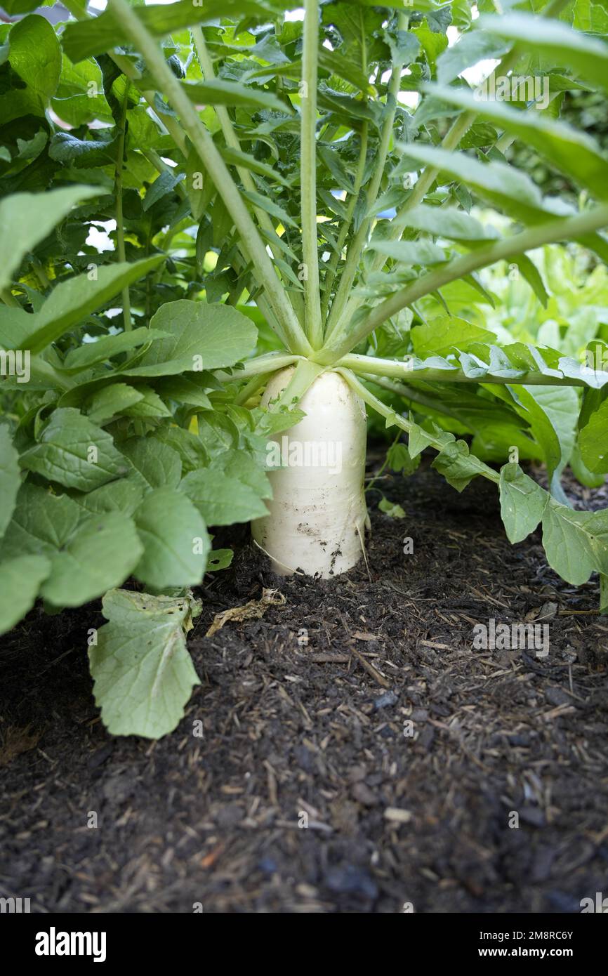 Frischer, weißer Rettich im Gartenbett. Raphanus. Gesundes Gemüse. Ernte. Stockfoto