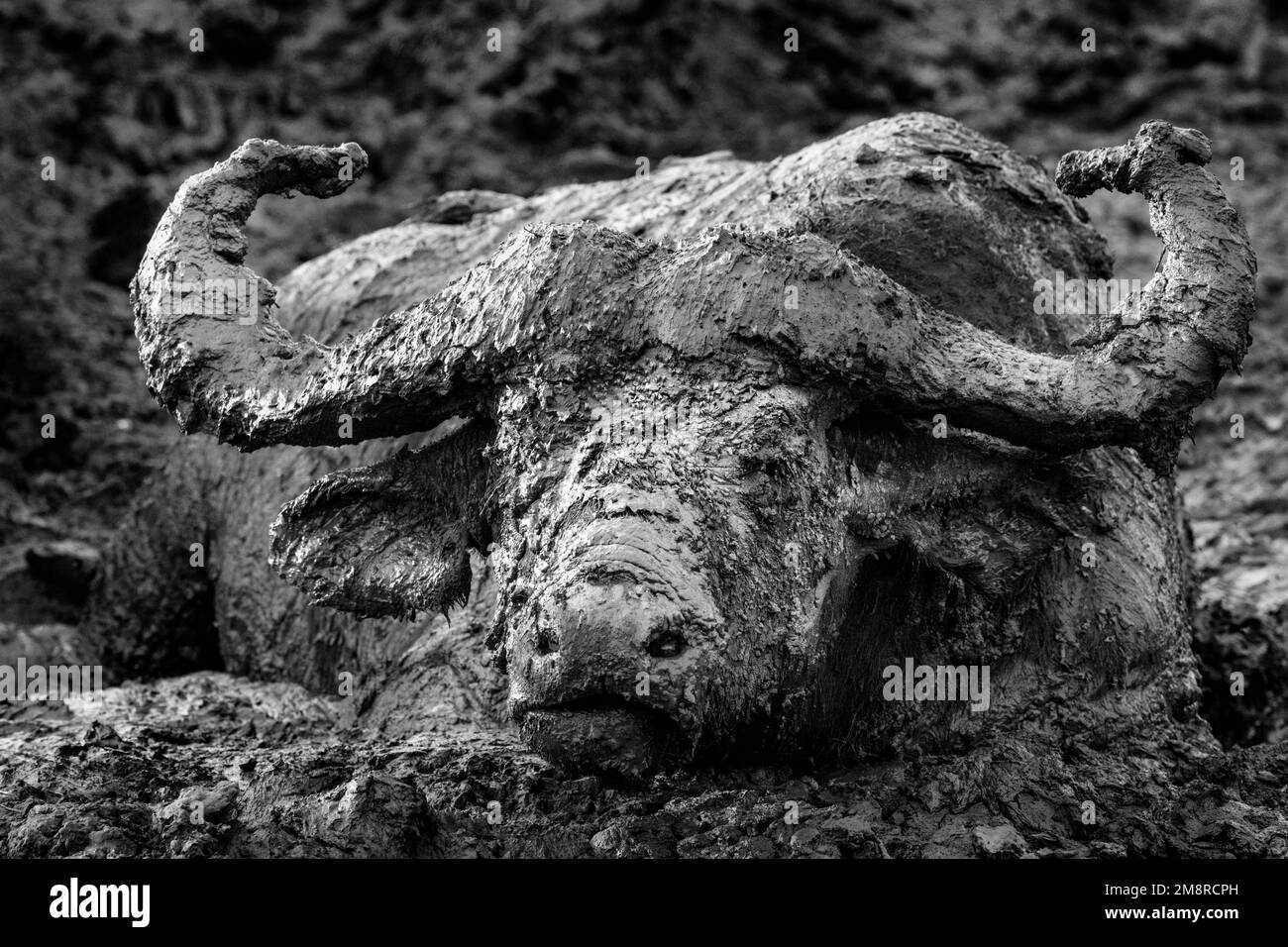 Ein einzelner wilder Büffel, der sich in einem Schlammbecken in einem Nationalpark in Uganda, Ostafrika, wälzt. Stockfoto