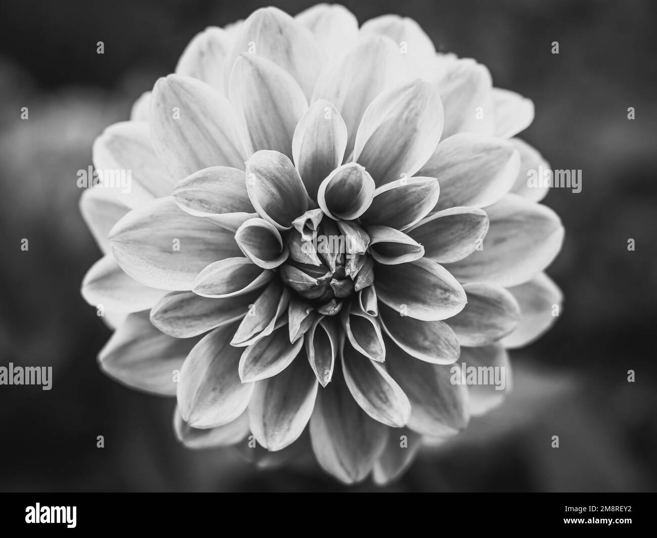 Einzelne orangefarbene Dahlienblume mit Bokeh-Hintergrund Stockfoto