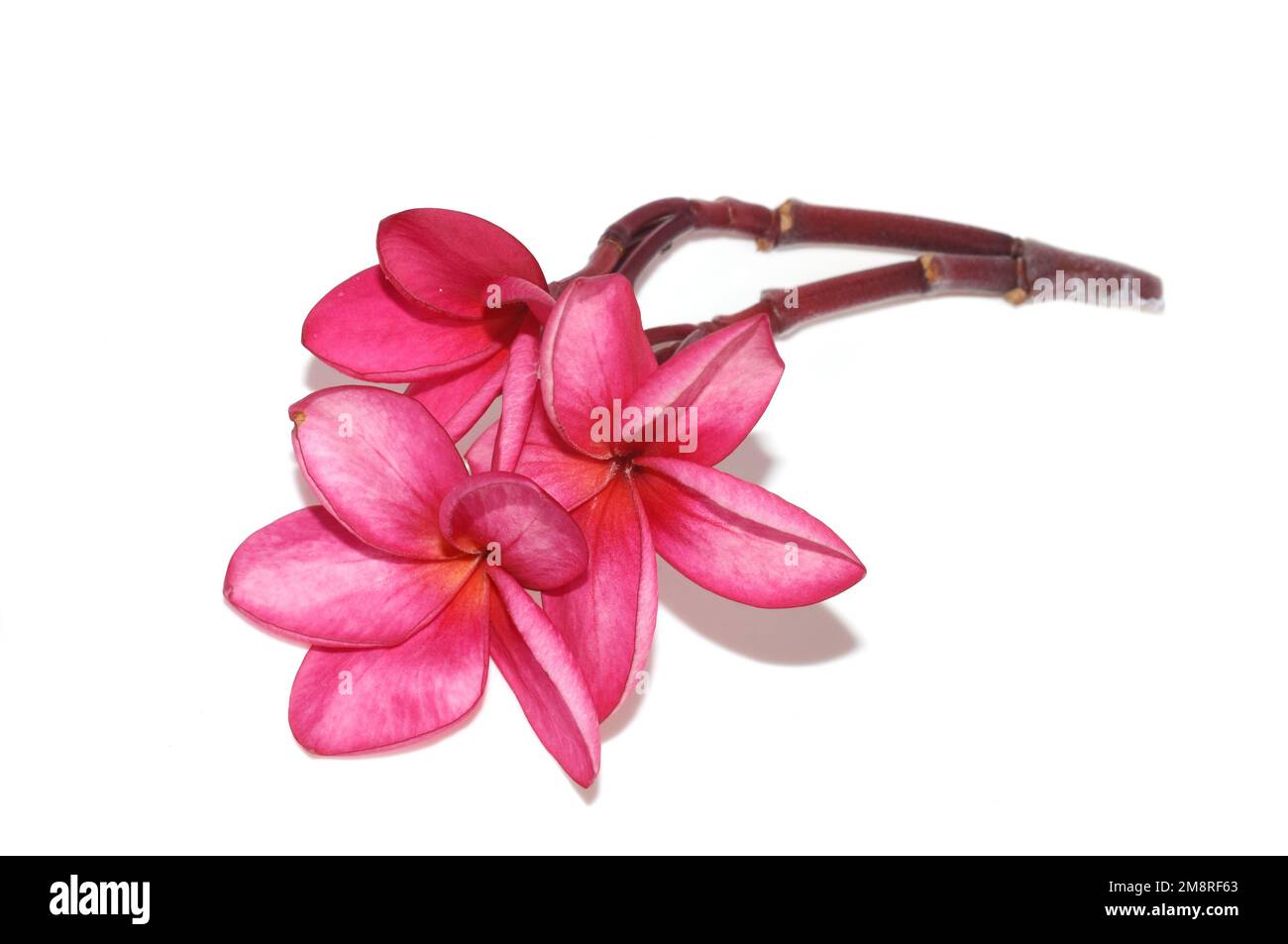 Rosafarbene Frangipani Plumeria rubra-Blumen auf weißem Hintergrund Stockfoto