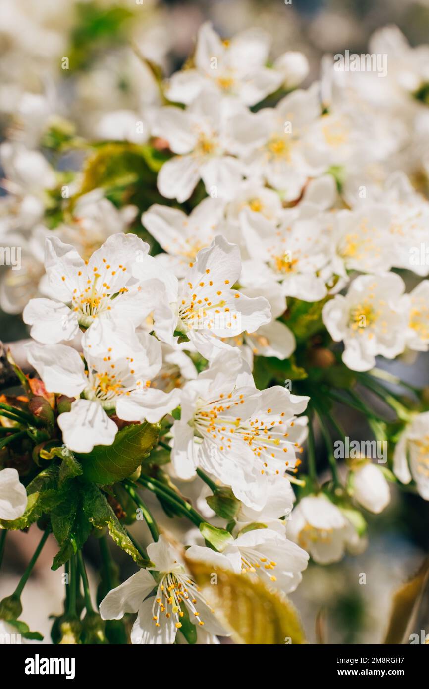Blühender Obstgarten blühender Baum Frühlings-Schönheitskirsche Stockfoto