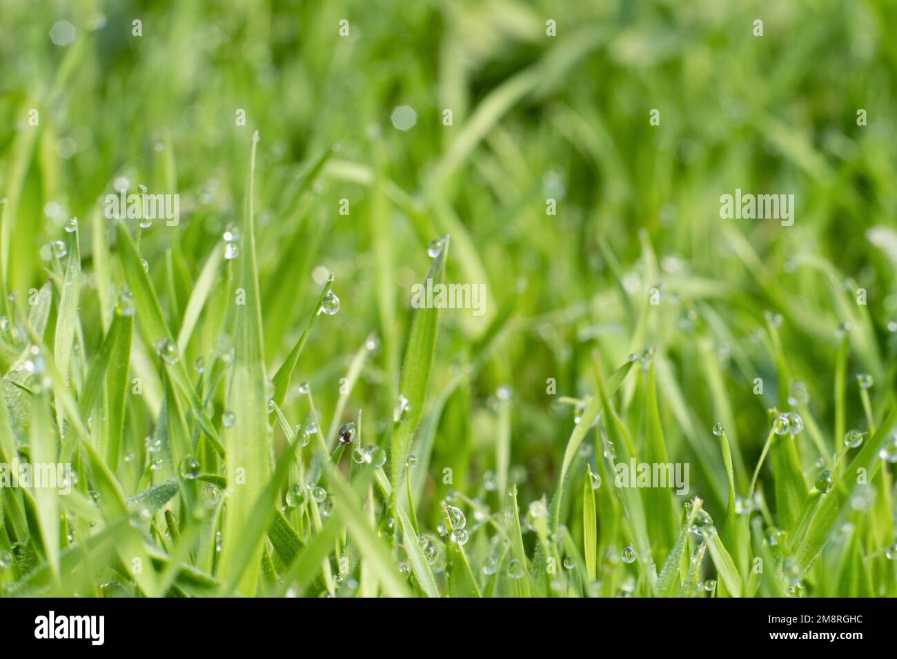 Grüner Rasen, regnerisch, Naturschönheit, frisch und lebendig Stockfoto