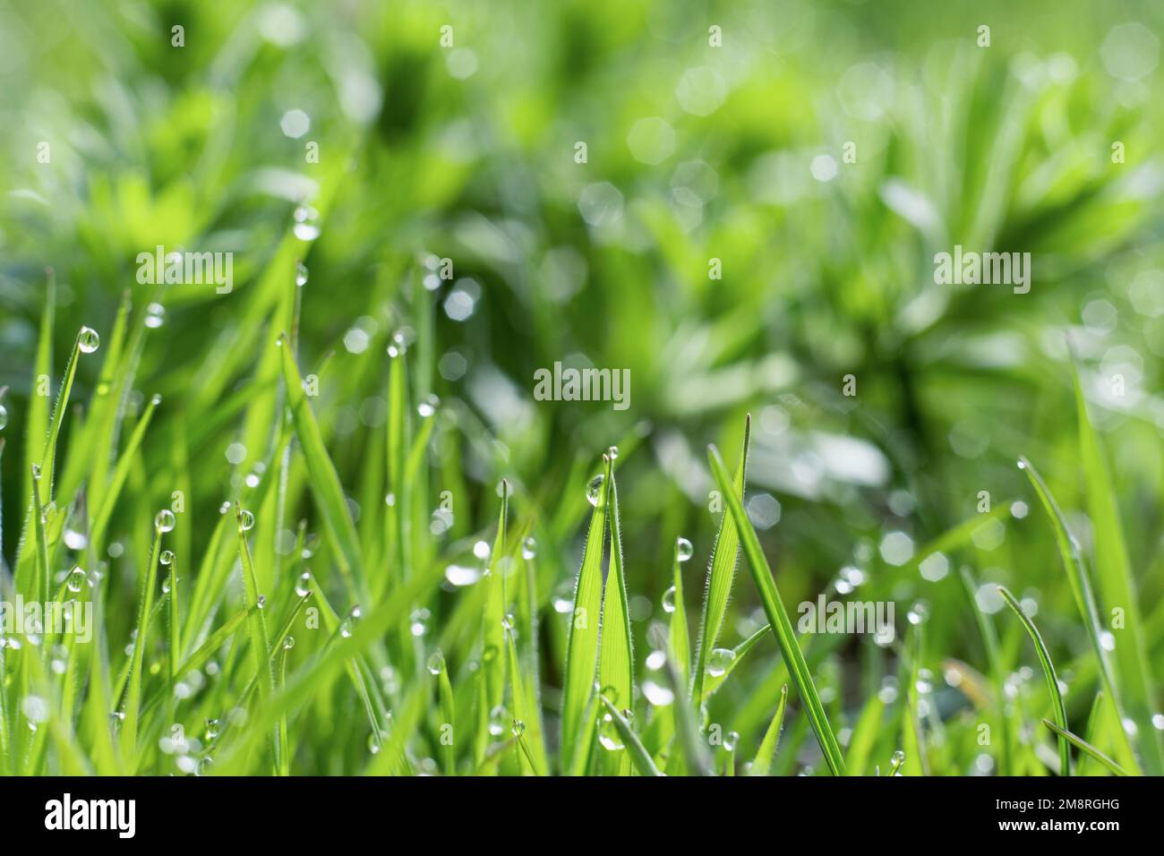 Grasiger Rasen, regnerischer Morgen, wunderschöne Natur Stockfoto