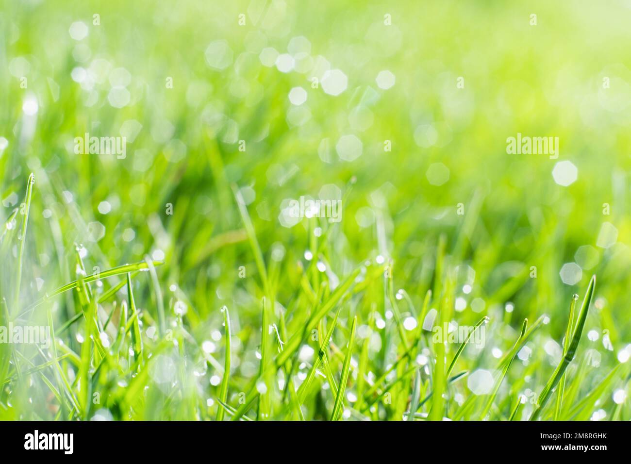 Regnerisches Gras Sommertag Naturschönheit frisch Stockfoto