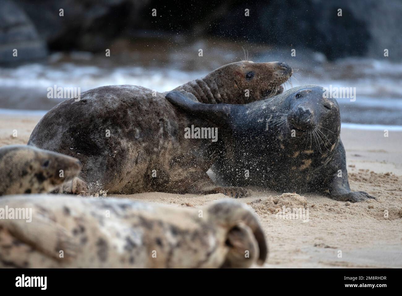 Ein männliches atlantisches Grausaltier, das auf der Suche nach einer Frau ist, mit der man sich am Waxham Beach in Norfolk paaren kann. Januar 2023 Stockfoto