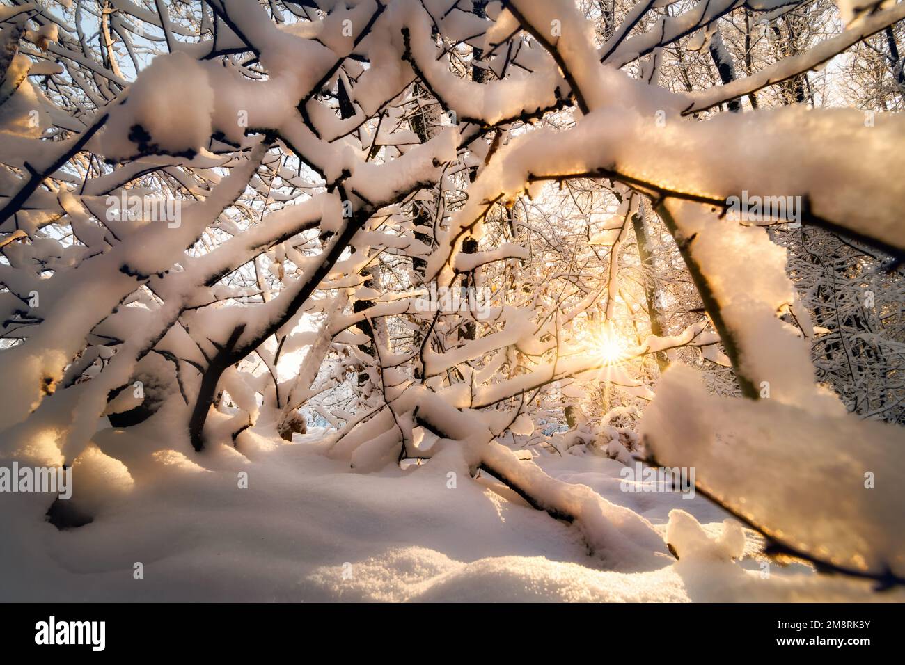 Natur im Winter mit schneebedeckten Zweigen und Sonne, eine Postkartenszene mit verzauberter Stimmung Stockfoto Natur im Winter mit schneebedeckten Zweigen und Sonne, eine Postkartenszene mit verzauberter Stimmung Stockfoto