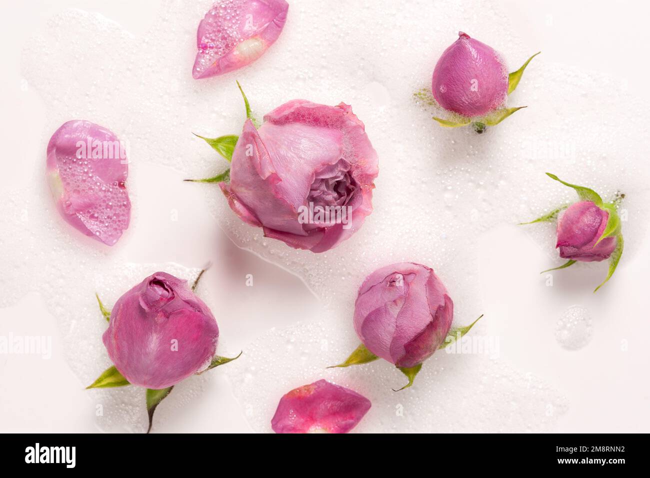 Rosenschaumwasser-Nahaufnahme. Rosebuds schwimmen in Seifenwasser. Das Konzept von Spa, Entspannung und Genuss. Authentisches atmosphärisches Design für kosmetische Produkte Stockfoto