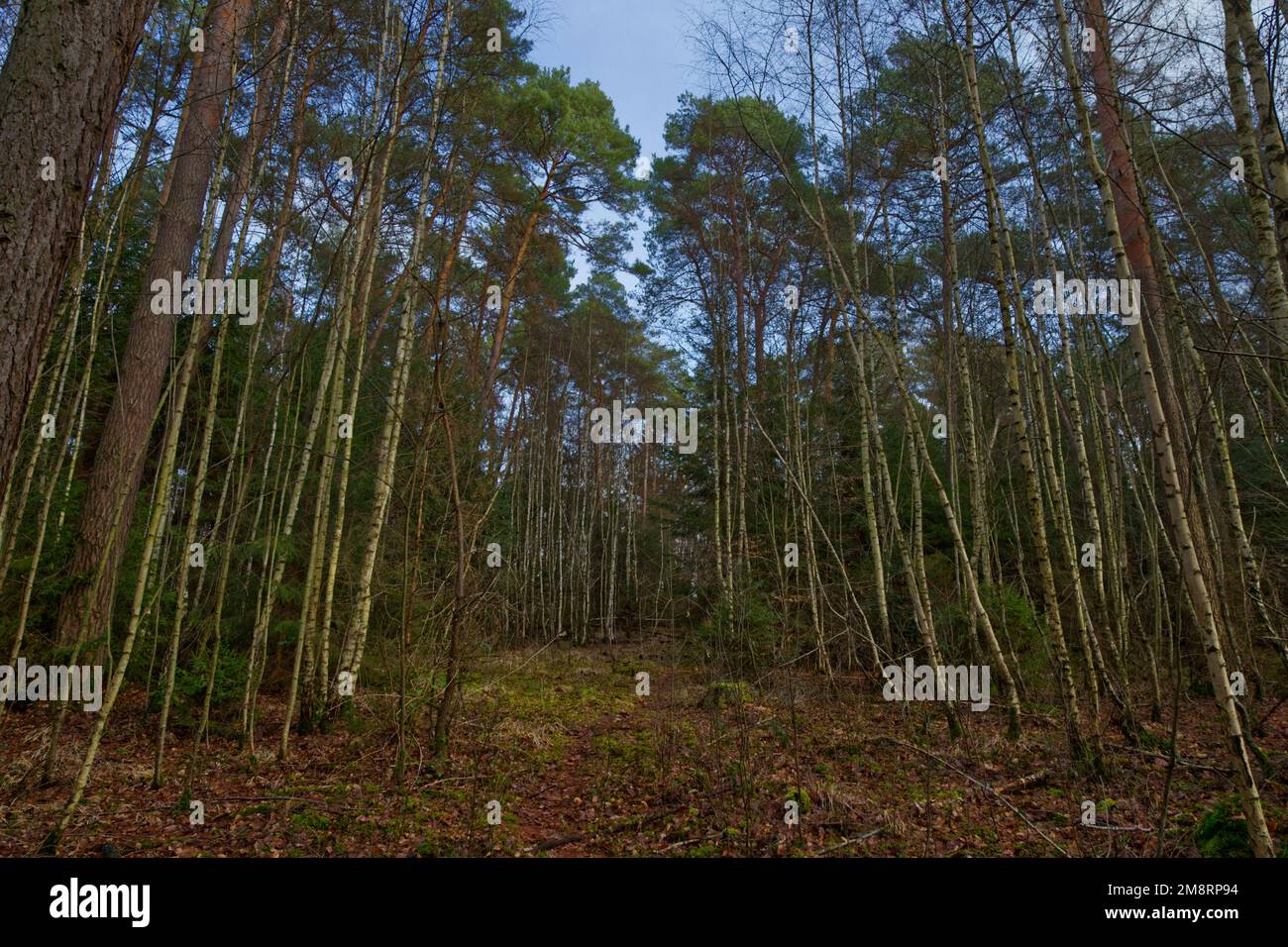 Weitwinkelblick auf einen Birkenwald vor Pinienbäumen Stockfoto