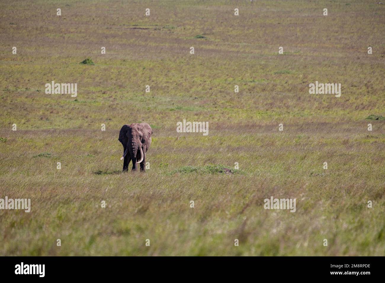 Elefant in der Ferne Stockfoto