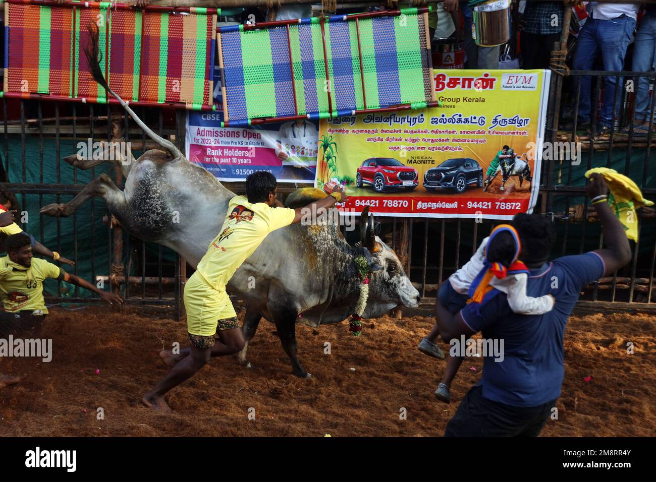 Madurai, Tamil Nadu, Indien. 15. Januar 2023. Während des jährlichen traditionellen Stierzähmfestivals „Jallikkattu“ im Dorf Avaniyapuram am am am Stadtrand von Madurai in Tamilnadu versucht ein Teilnehmer, einen Stier zu kontrollieren. Jallikattu ist ein traditioneller Tamil-Stierkampf-Sport, der während Pongal, einem Erntefest im indischen Bundesstaat Tamil Nadu, stattfindet. (Kreditbild: © Sri Loganathan/ZUMA Press Wire) NUR REDAKTIONELLE VERWENDUNG! Nicht für den kommerziellen GEBRAUCH! Kredit: ZUMA Press, Inc./Alamy Live News Stockfoto