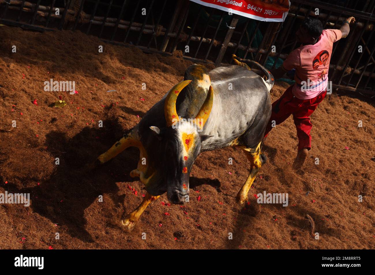 Madurai, Tamil Nadu, Indien. 15. Januar 2023. Während des jährlichen traditionellen Stierzähmfestivals „Jallikkattu“ im Dorf Avaniyapuram am am am Stadtrand von Madurai in Tamilnadu versucht ein Teilnehmer, einen Stier zu kontrollieren. Jallikattu ist ein traditioneller Tamil-Stierkampf-Sport, der während Pongal, einem Erntefest im indischen Bundesstaat Tamil Nadu, stattfindet. (Kreditbild: © Sri Loganathan/ZUMA Press Wire) NUR REDAKTIONELLE VERWENDUNG! Nicht für den kommerziellen GEBRAUCH! Kredit: ZUMA Press, Inc./Alamy Live News Stockfoto
