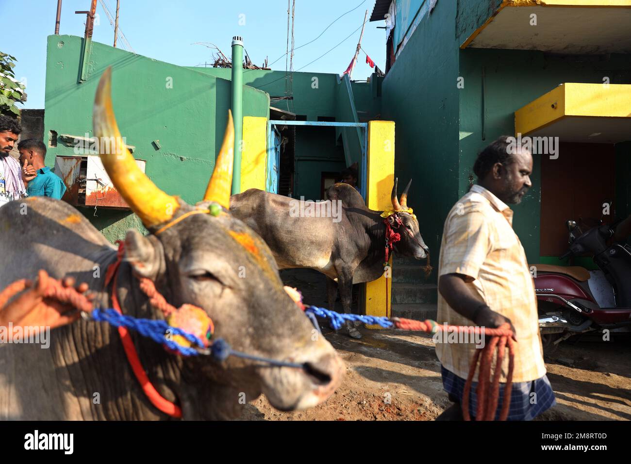Madurai, Tamil Nadu, Indien. 15. Januar 2023. Bullenbesitzer treffen sich mit ihren Stieren während des jährlichen traditionellen Stierzähmfestivals „Jallikkattu“ im Dorf Avaniyapuram am am am Stadtrand von Madurai in Tamilnadu. Jallikattu ist ein traditioneller Tamil-Stierkampf-Sport, der während Pongal, einem Erntefest im indischen Bundesstaat Tamil Nadu, stattfindet. (Kreditbild: © Sri Loganathan/ZUMA Press Wire) NUR REDAKTIONELLE VERWENDUNG! Nicht für den kommerziellen GEBRAUCH! Kredit: ZUMA Press, Inc./Alamy Live News Stockfoto