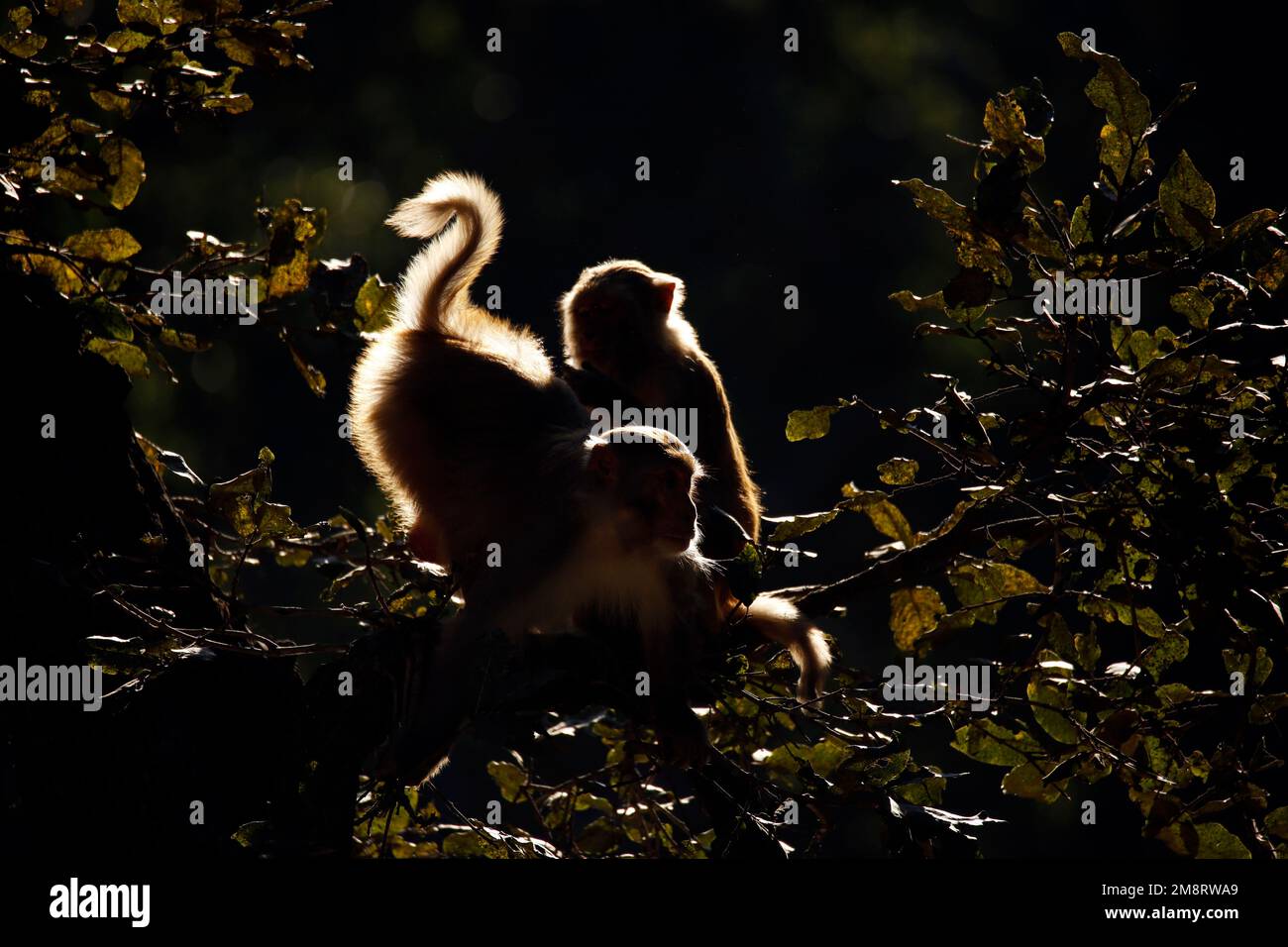 Rhesus Macaques (Macaca mulatta) auf dem Ast, in der Morgensonne. Jim Corbett National Park, Indien Stockfoto