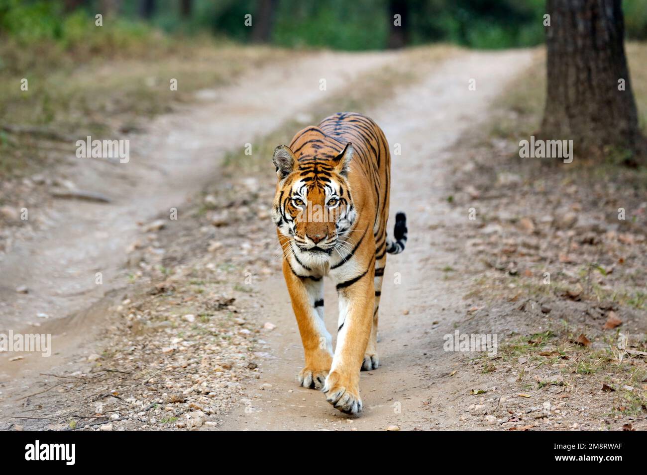 Der bengalische Tiger (Panthera tigris tigris) nähert sich und blickt in die Kamera. Kanha, Indien Stockfoto