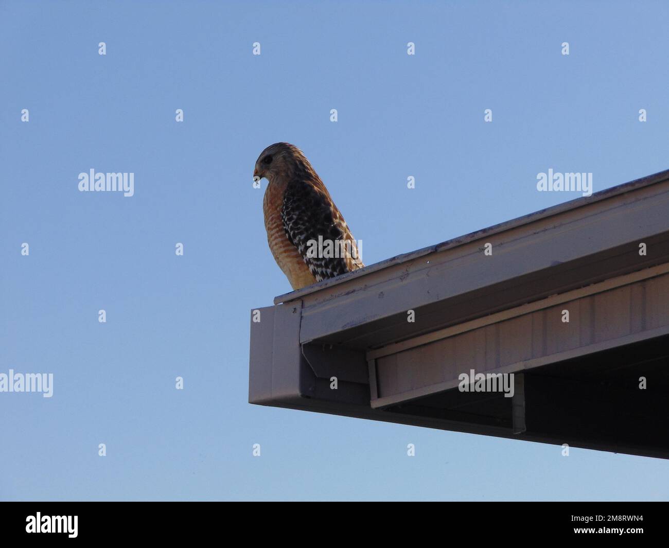 Red Shoulder Hawk macht einen Mobile Home Park zu Hause Stockfoto