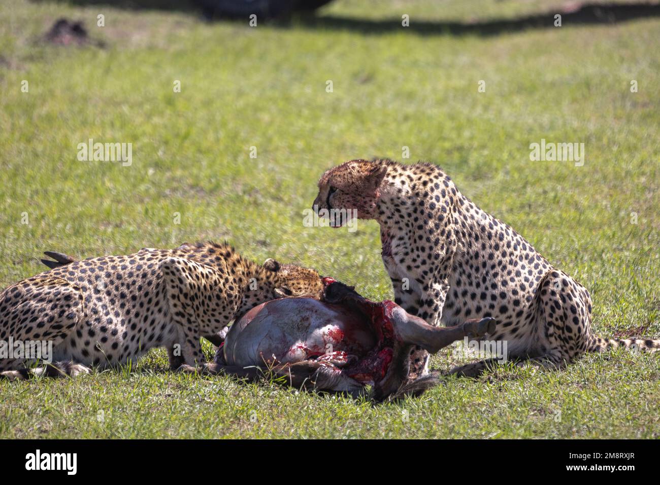 Geparden fressen ihre Tötungen, während Safaribesucher zusehen Stockfoto