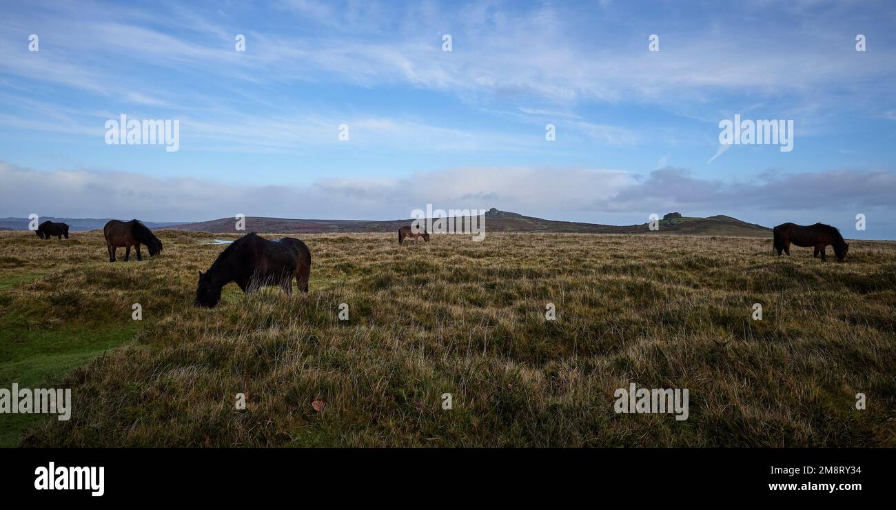 Dartmoor Ponies weiden in der Nähe von Haytor und Saddle Tor, Dartmoor National Park, Devon, Großbritannien Stockfoto