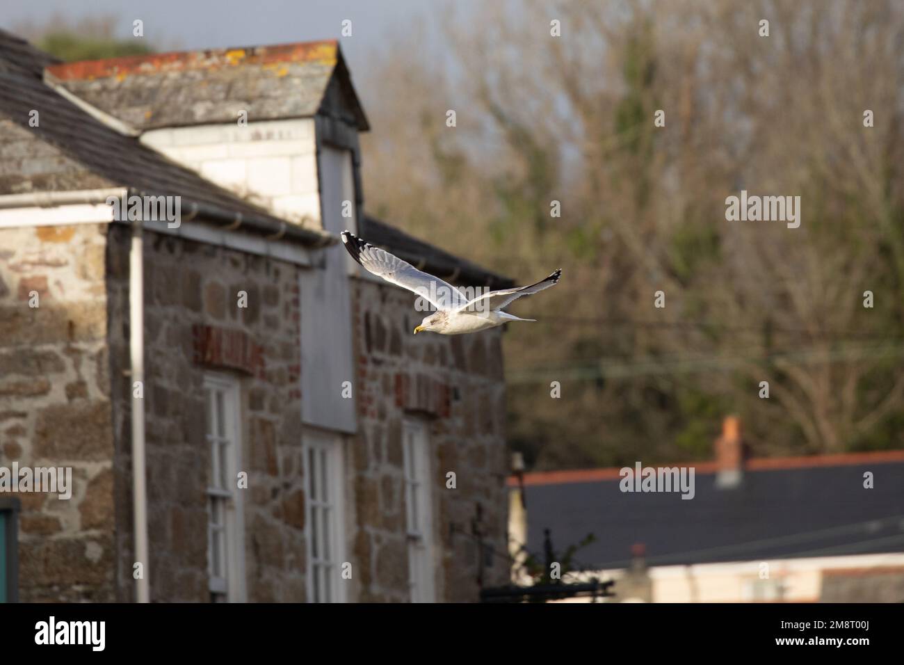 Möwen hören Möwen, die über Dächer fliegen Stockfoto