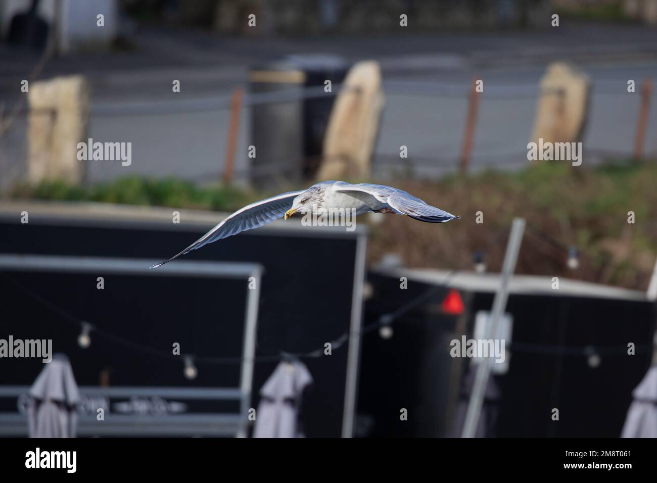 Fliegende Möwe, Heringsmöwe Stockfoto