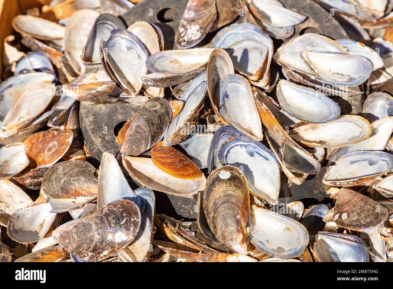 Geöffnete Muscheln im Hintergrund. Muscheln an der Küste. Meeresfrüchte aus Asov. Stockfoto