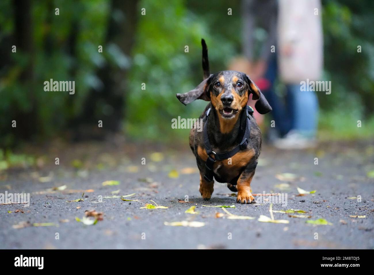 Ein selektiver Fokusschuss eines wiener Hundes (Dachshund), der im Wald läuft Stockfoto