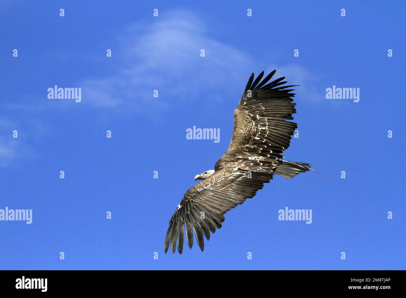Vautour. Les Aigles des Remparts Fauconnerie. Provins. Seine-et-Marne. Frankreich. / Vautour. Die Adler der Stadtmauern. Falknerei. Provins. Seine-et-Mar Stockfoto