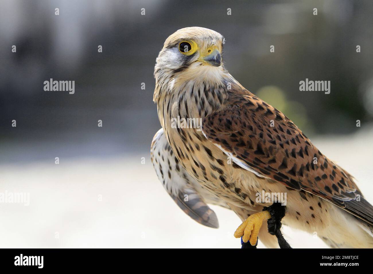 Faucon. Les Aigles des Remparts Fauconnerie. Provins. Seine-et-Marne. Frankreich. / Falke. Die Adler der Stadtmauern. Falknerei. Provins. Seine-et-Marne Stockfoto
