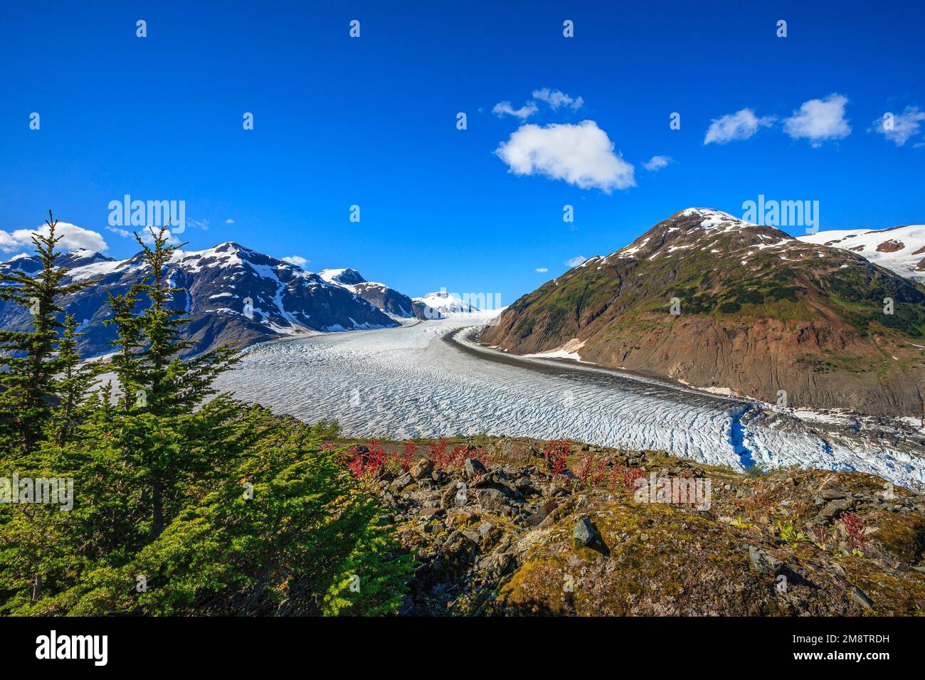 Bäume und alpine Tundra mit Blick auf den Salmon Glacker in den Coast Mountains von British Columbia Stockfoto