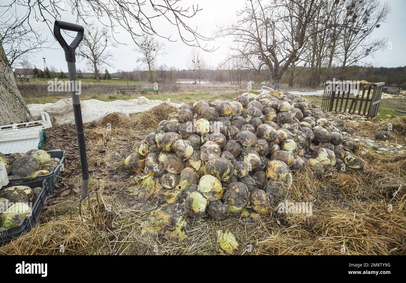 Foto von faulem organischem Kohlkompost, selektiver Fokus. Stockfoto