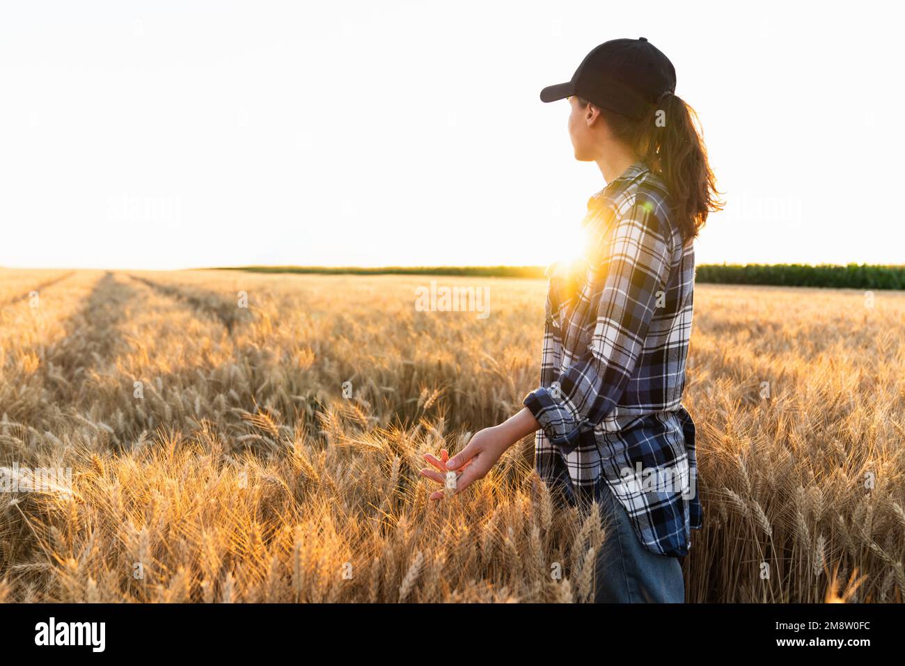 Die Bäuerin berührt auf einem landwirtschaftlichen Feld die Ähren des Weizens Stockfoto