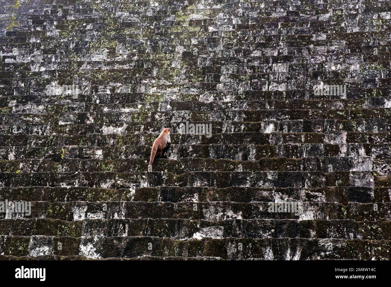 Coati, die Tikals maya-Pyramide erklimmen Stockfoto