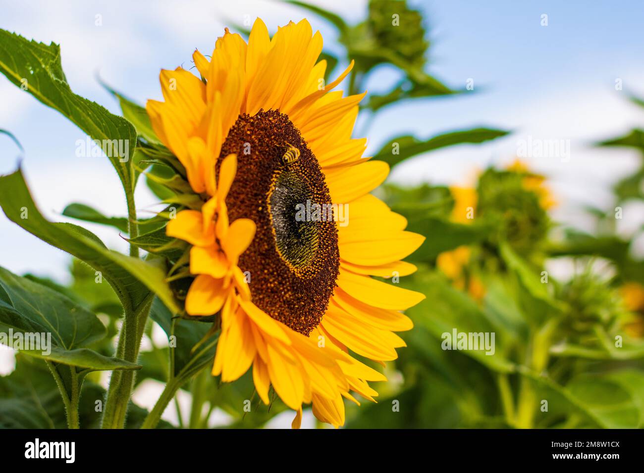 Biene auf einer Sonnenblume Stockfoto