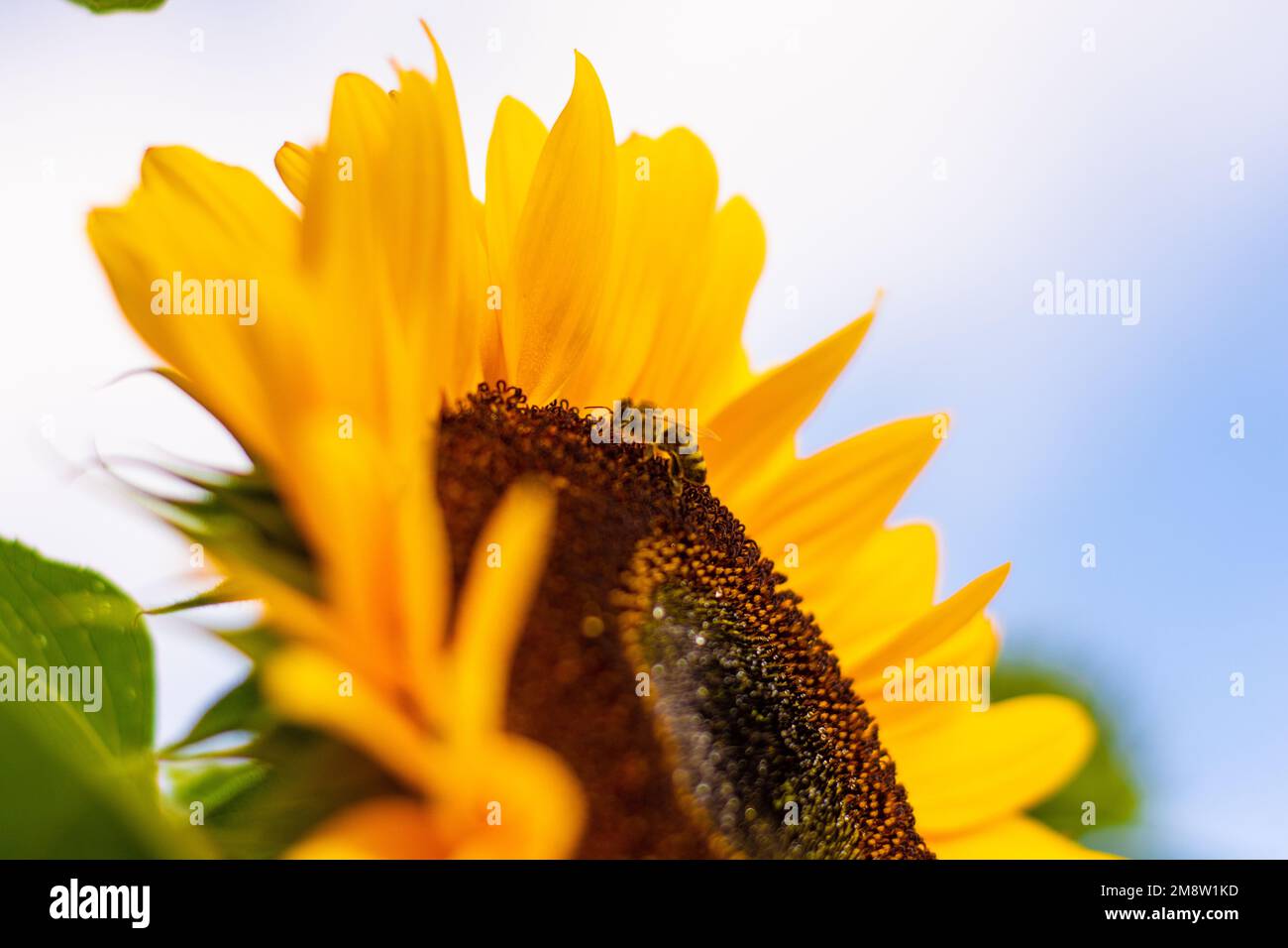 Biene auf einer Sonnenblume Stockfoto