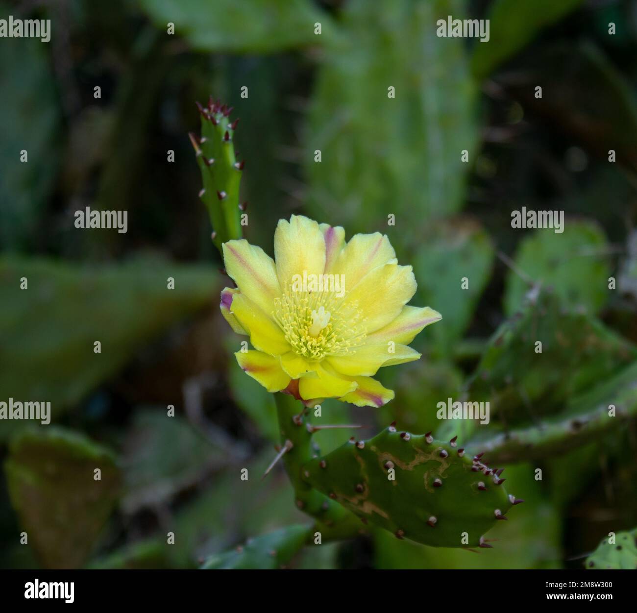 Flor Silvestre Stockfoto