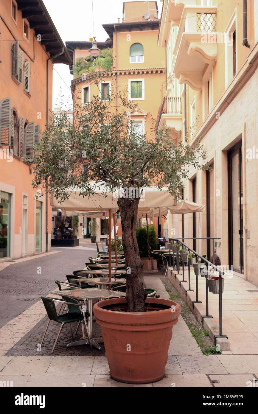 Auf der Straße der Altstadt, zwischen den Häusern in der Nähe des Cafés, gibt es einen großen Topf mit einem dekorativen Baum. Perspektivisch betrachten Stockfoto