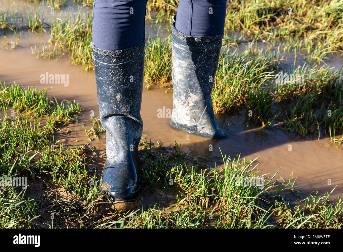 Blick auf eine Frau von den Knien nach unten, die in einer Pfütze auf einem Landweg steht, während sie gummistiefel trägt Stockfoto