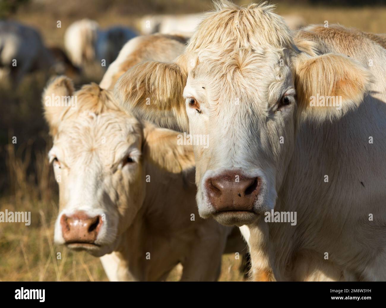 Kopf von zwei Kühen, im lateinischen bos primigenius taurus helle Farbe Stockfoto