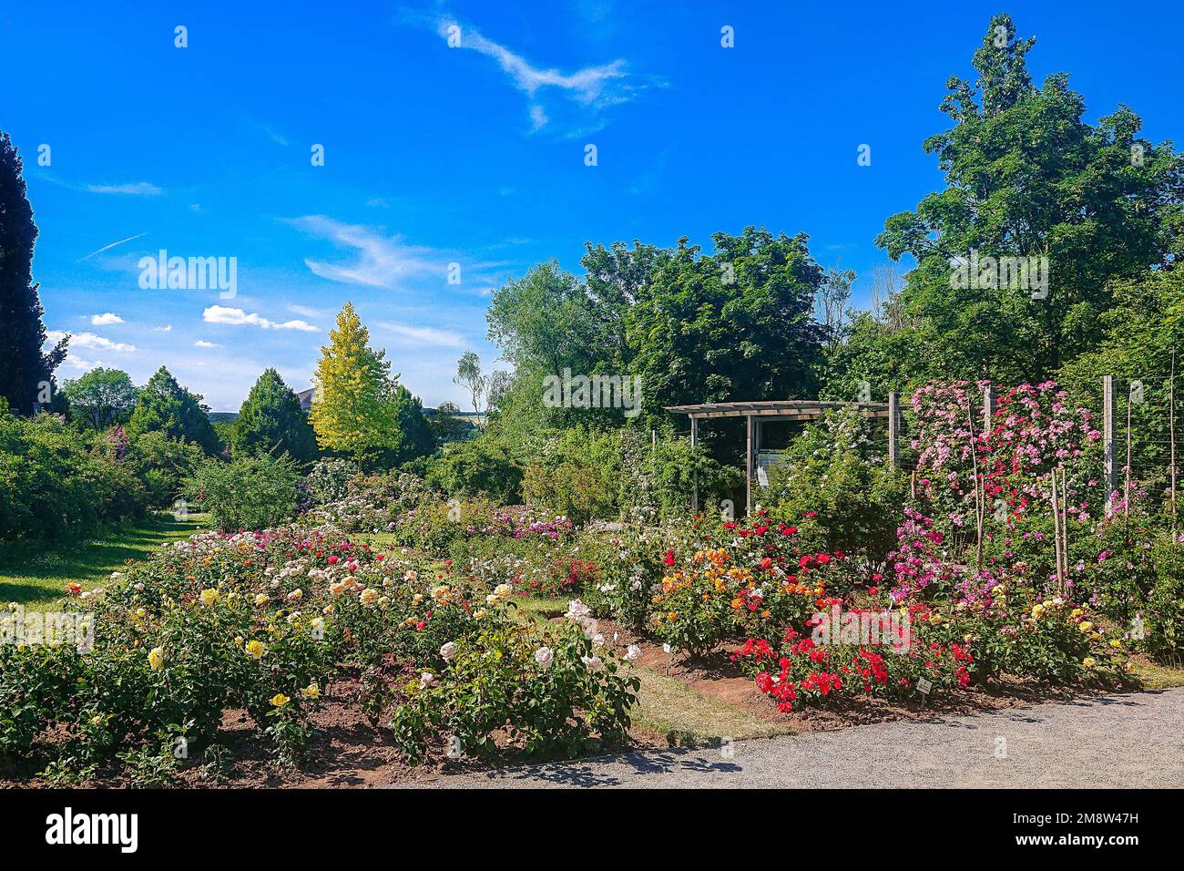 Juni 15 2022 - bunte Rosen im größten Rosarium europas in Sangerhausen Deutschland Stockfoto