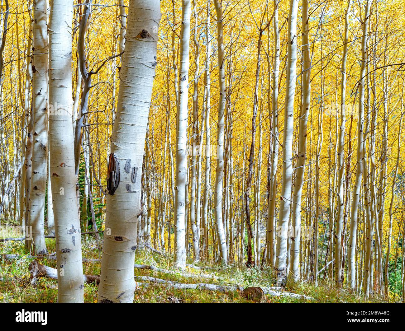 Gelbes Aspen geht in einen Wald Stockfoto