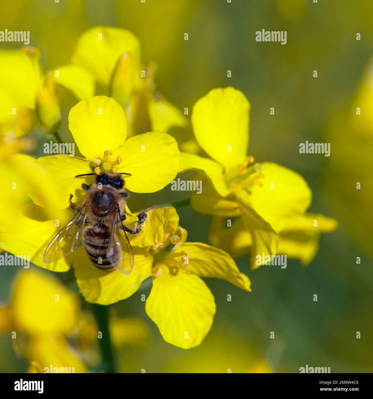 Detail der Biene oder Honigbiene in Latein APIs Mellifera, europäische oder westliche Honigbiene, die auf einer gelben Blume des Raps sitzt Stockfoto