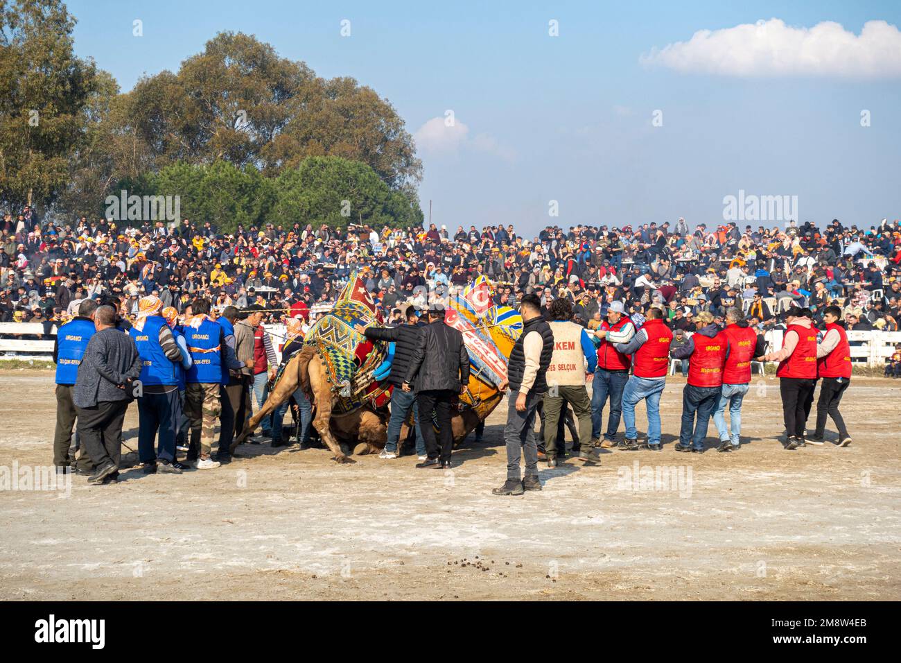 Eine Gruppe von Kamelpflegern zähmt Kamele bei der jährlichen Kamelwrestling Championship 2023 in Selcuk, Türkei Stockfoto