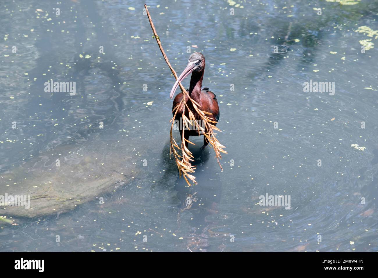 Der glänzende Ibis hat einen Ast im Maul, den er bauen will Stockfoto