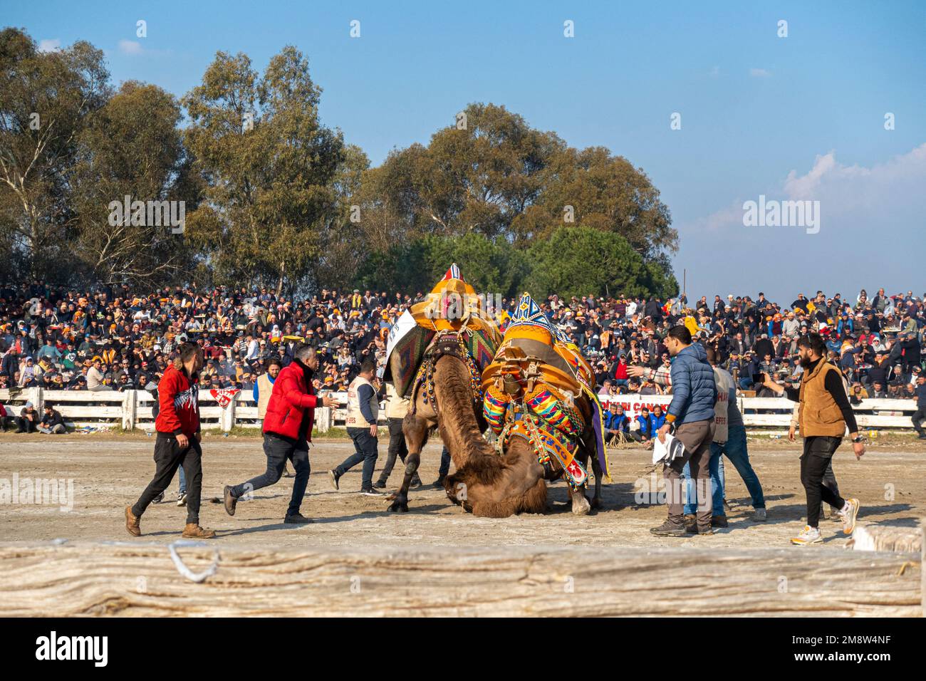 Kamele aus Tulu kämpfen bei der jährlichen Kamelwrestling Championship 2023 in Selcuk, Türkei Stockfoto