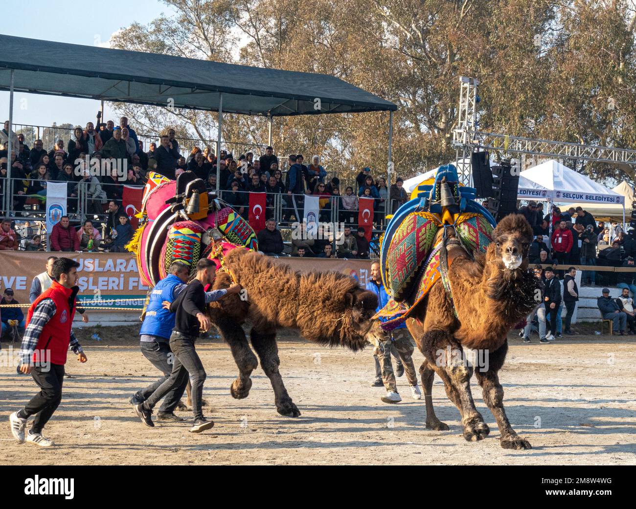 Kamele aus Tulu kämpfen bei der jährlichen Kamelwrestling Championship 2023 in Selcuk, Türkei Stockfoto