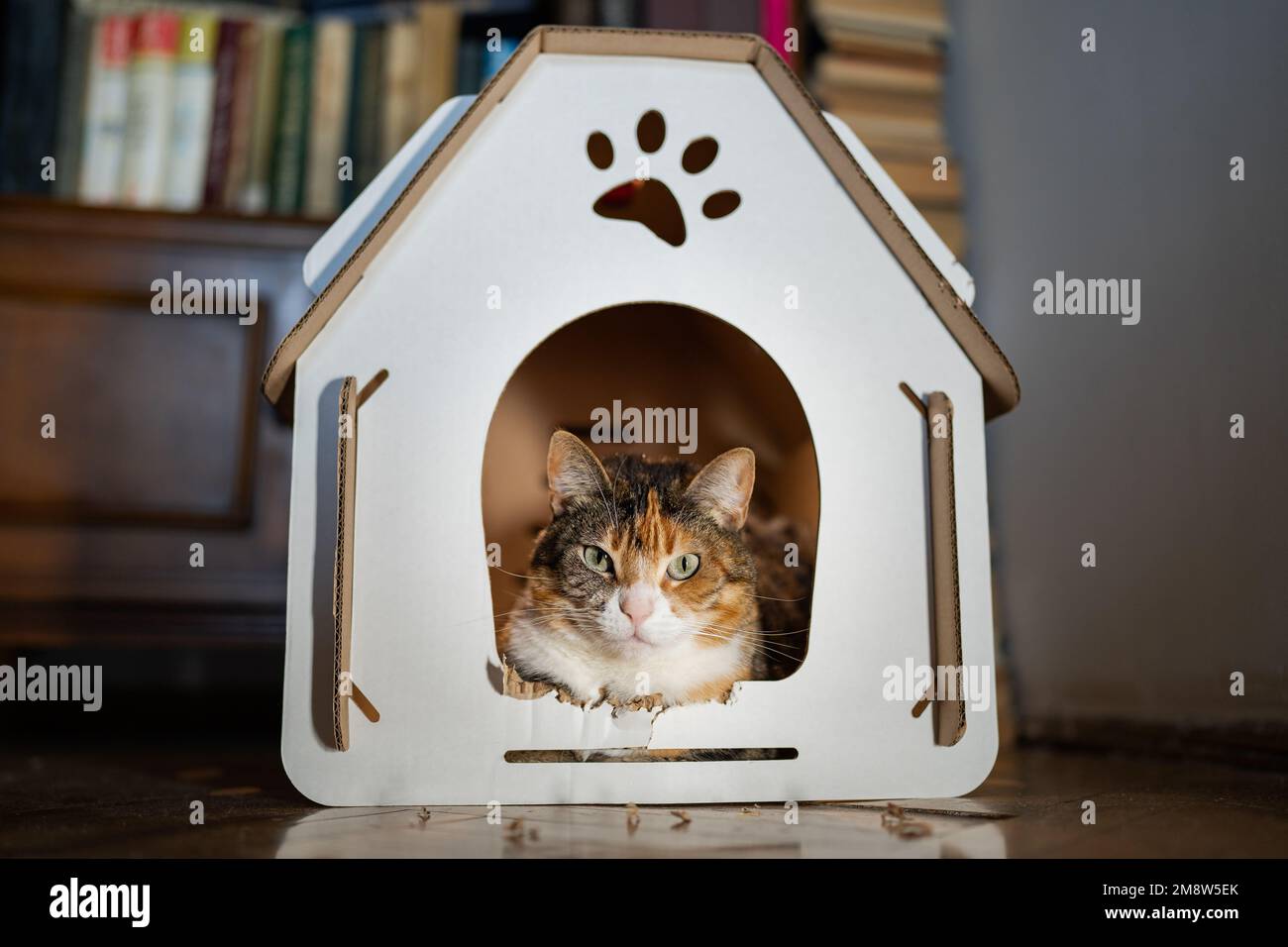 Die Katze sitzt im Pappkartonhaus. Keine Verschwendung für Tiere. Umweltfreundliches Haustierkonzept. Stockfoto
