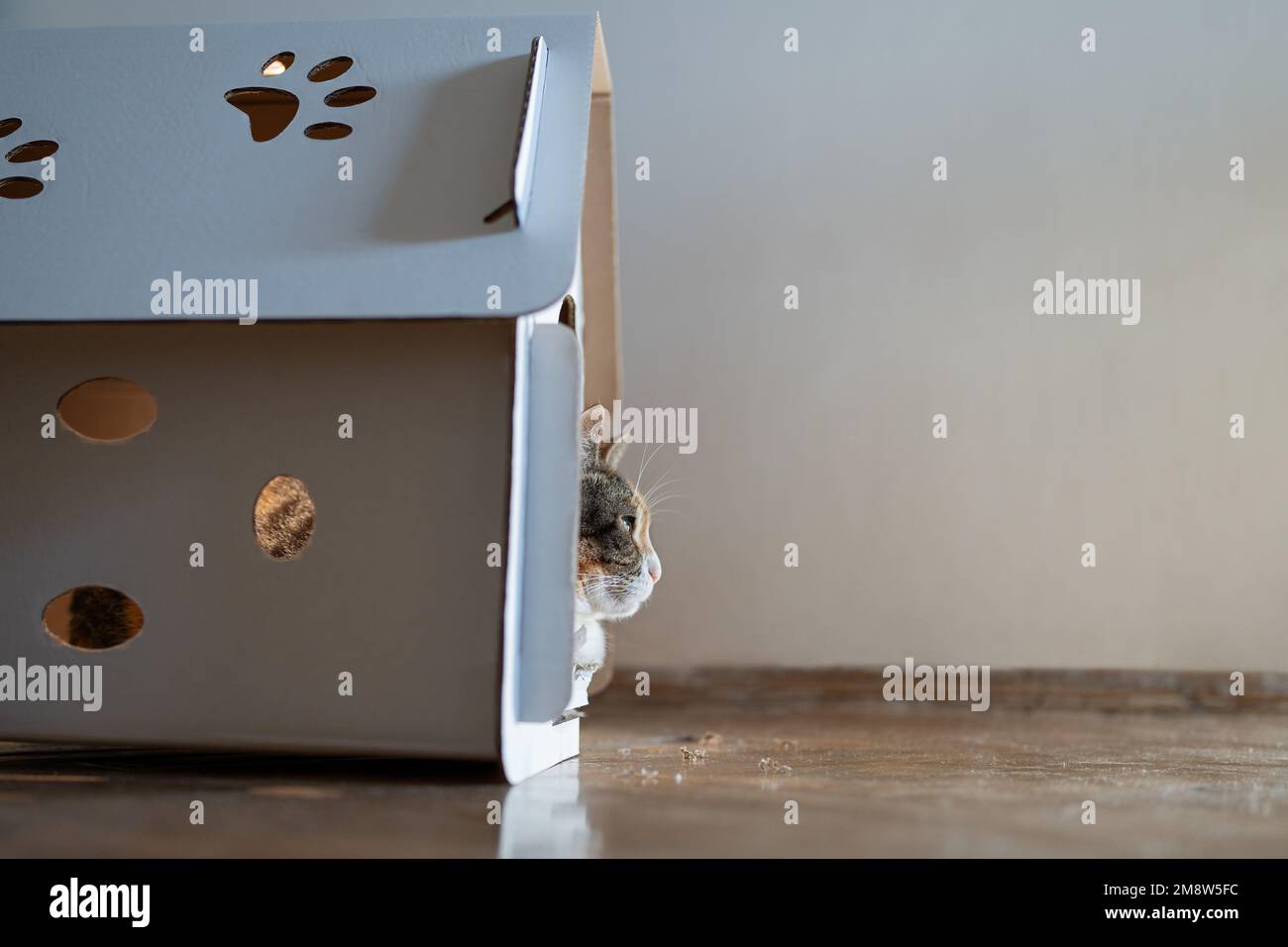 Katze ruht im Pappkartonhaus. Keine Verschwendung für Tiere. Umweltfreundliches Haustierkonzept. Stockfoto