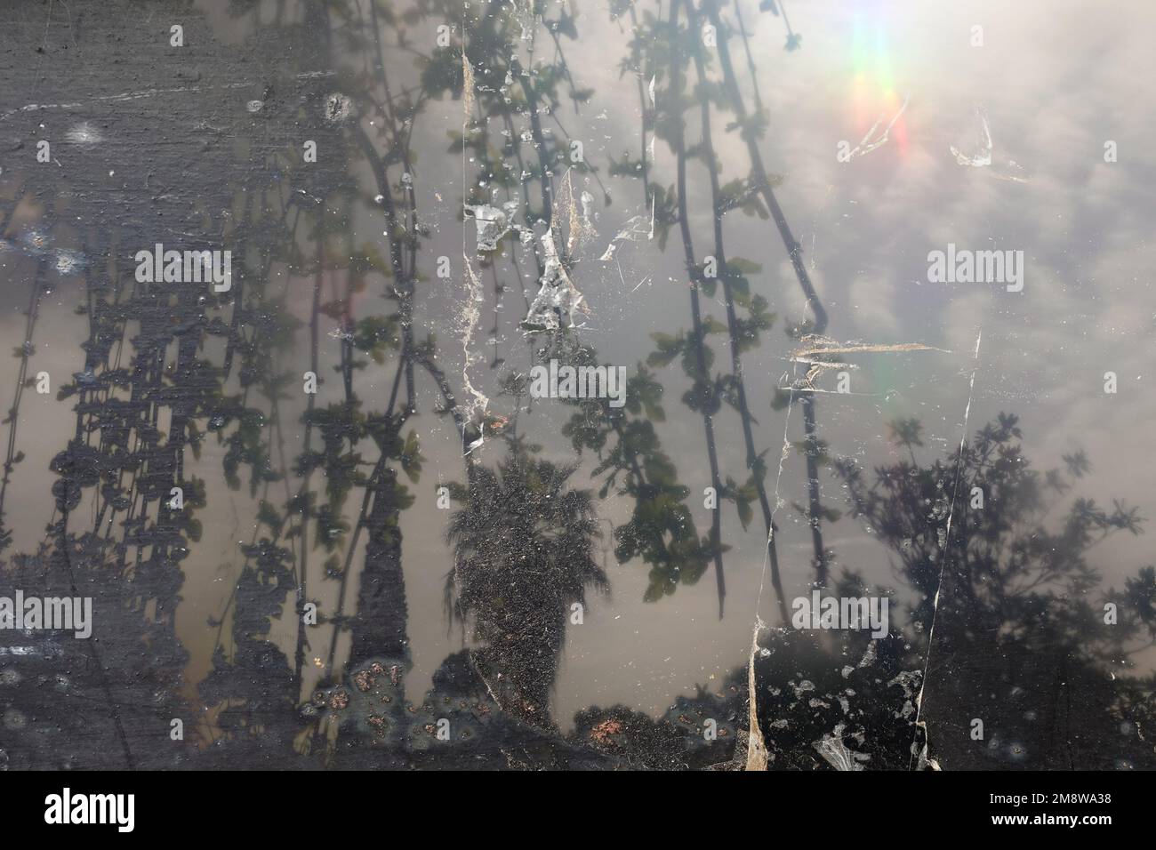 Gartenpflanzen strahlen Unschärfe mit staubiger Struktur ab. Stockfoto